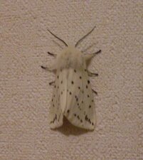 Spilosoma lubricipeda, écaille tigrée