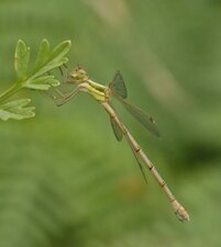 Leste barbare Lestes barbarus