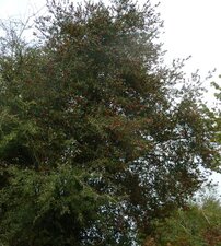 Houx - Ilex aquifolium