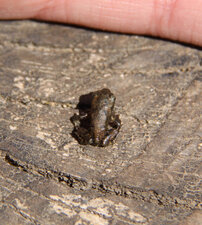 Grenouille spp.2