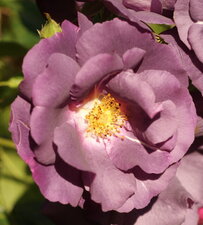 Rose... mauve