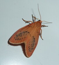 La Rosette Miltochrista miniata.Noctuelle.