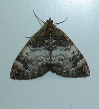 Chloroclysta truncata. Noctuelle.