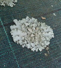 Lichen