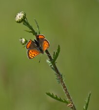 Cuivré commun