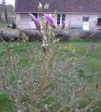 Un magnolia