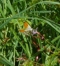 Anthocharis cardamines (L