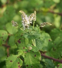 Menthe aquatique