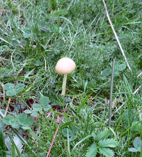 Champignon