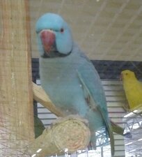Perroquet bleu