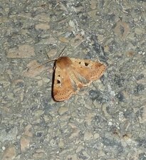 Autographa gamma