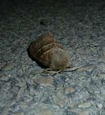 Bombyx de la ronce, Macrothylacia rubi - Noctuelle