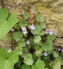 Cymbalaire des murs
