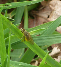 Mouche Scathophaga stercoraria