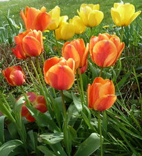 Tulipe. Tulipa.