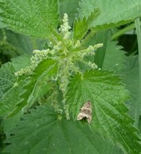 Ortie en fleur
