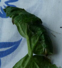 Enroulement de feuille par fausse chenille .