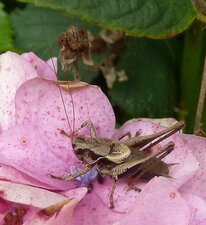 Pholidoptera sp.