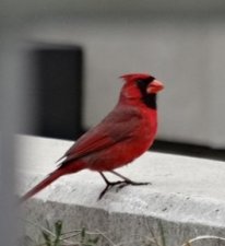 Cardinal rouge mâle