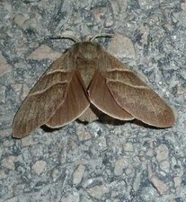Bombyx de la ronce, Macrothylacia rubi - Noctuelle