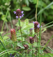 Brunelle à grandes fleurs