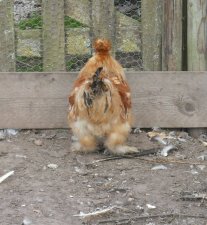 Poule soie
