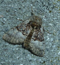 Noctuelle. Pudibonde