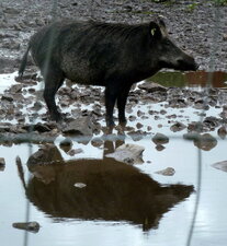 Sanglier