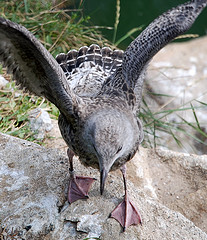 15 août 2008 26 - Ile Grande Ligue de protection des oiseaux On y soigne les goélands...