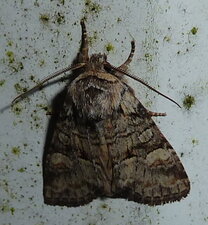 Agrotis crassa - Noctuelle