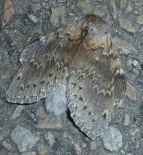 Le Bombyx du hêtre ou Staurope ou Ecureuil Stauropus fagi. Noctuelle.