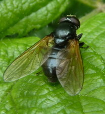 Mouche