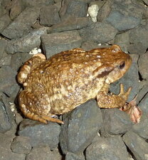 Crapaud