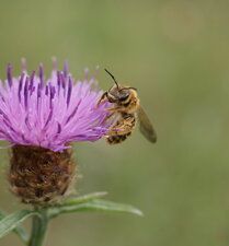 Colletes (sous réserve) sur centaurée