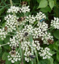 Insectes butineurs.