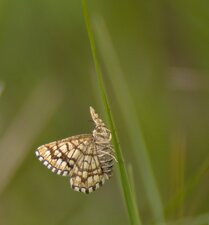 Géomètre à barreaux