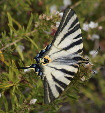 Iphiclides podalirius
