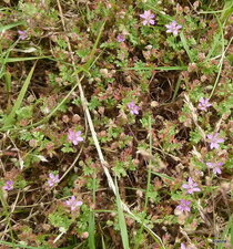 Erodium cicutarium.