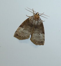 Noctuelle.