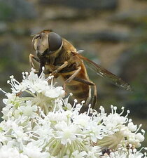 Insectes butineurs.