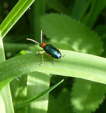 Chilotomine à tarses noirs Chilotomina nigritarsis.