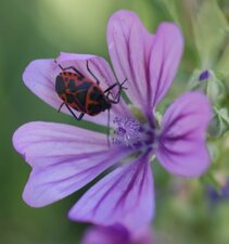 Eurydema ornata - femelle