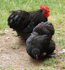 Coq et sa poulette