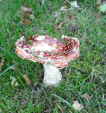 Amanite tue mouche.