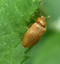 Raspberry beetle (Byturus tomentosus)