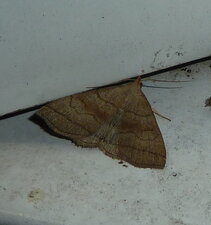 Herminiine Pechipogo strigilata.Noctuelle.