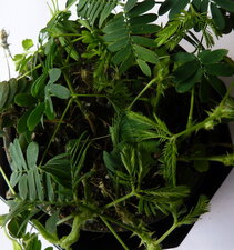 Sensitive. Mimosa pudica