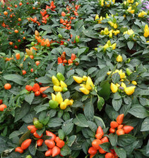 Piments