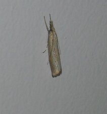 Papillon nocture