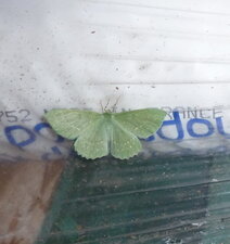 La Grande naïade ou Géomètre papilionaire Geometra papilionaria.Noctuelle.